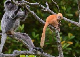 آشنایی با جاذبه های طبیعی کوالالامپور