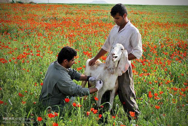 واکسیناسیون رایگان بیش از 5 میلیون راس دام در کرمانشاه واکسیناسیون رایگان بیش از 5 میلیون راس دام در کرمانشاه