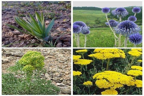 کارگاه های خشک کنی گیاهان دارویی در مراکز دهستان ها احداث گردد کارگاه های خشک کنی گیاهان دارویی در مراکز دهستان ها احداث شود