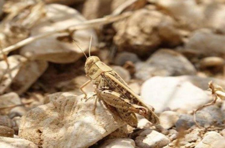 مبارزه با آفت ملخ صحرایی در سطح 8440 هکتار از اراضی انجام شد مبارزه با آفت ملخ صحرایی در سطح 8440 هکتار از اراضی انجام شد