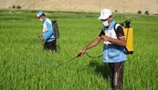 فعالیت های گیاه پزشکی جهاد کشاورزی خراسان شمالی برای کاهش بیماری های برگی