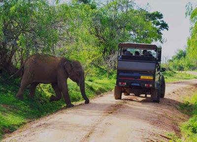 پارک های ملی سریلانکا، مکان هایی فوق العاده برای دیدن حیات وحش
