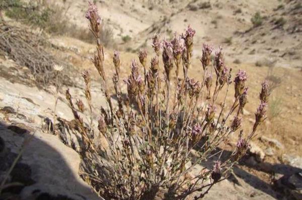 آویشن، گیاهی موثر در درمان سرماخوردگی