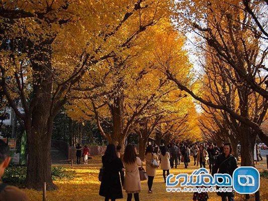 خیابانی زیبا در توکیو با درختان خزان پذیر جینکو