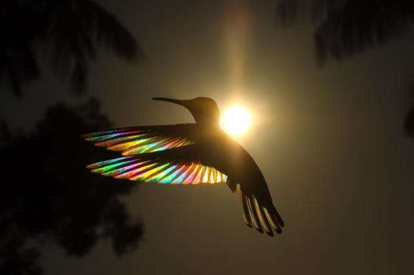 عکسی زیبا: نور خورشید با گذر از بال های مرغ مگس خوار، رنگین کمانی دیدنی ایجاد نموده